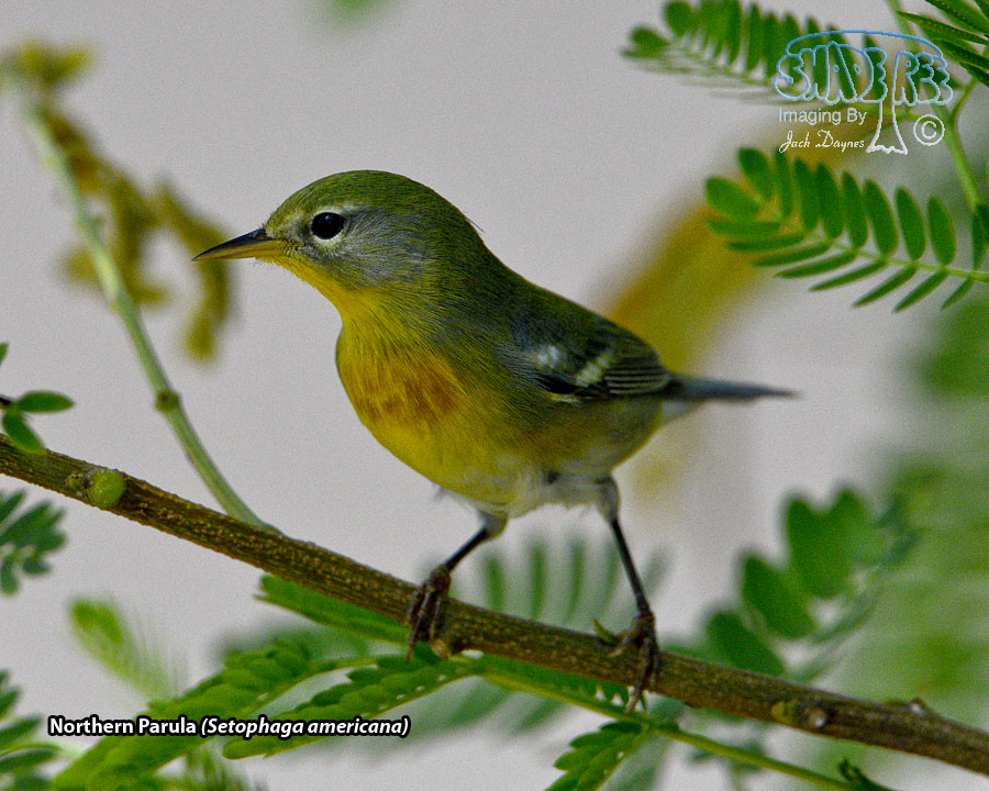 Northern Parula - Setophaga americana
