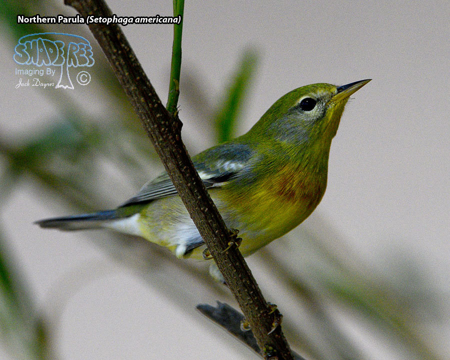 Northern Parula - Setophaga americana