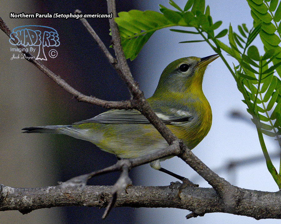 Northern Parula - Setophaga americana