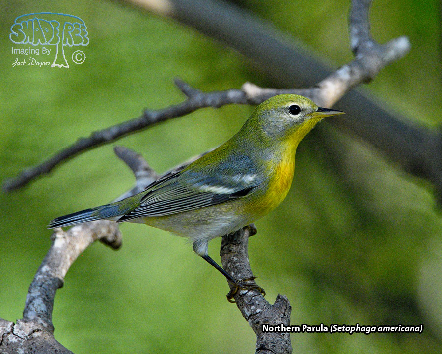 Northern Parula - Setophaga americana