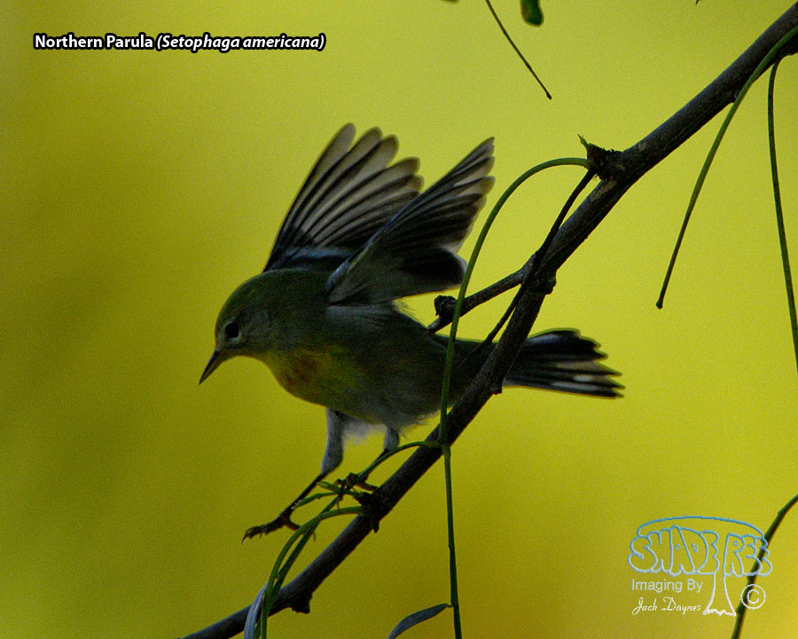 Northern Parula - Setophaga americana