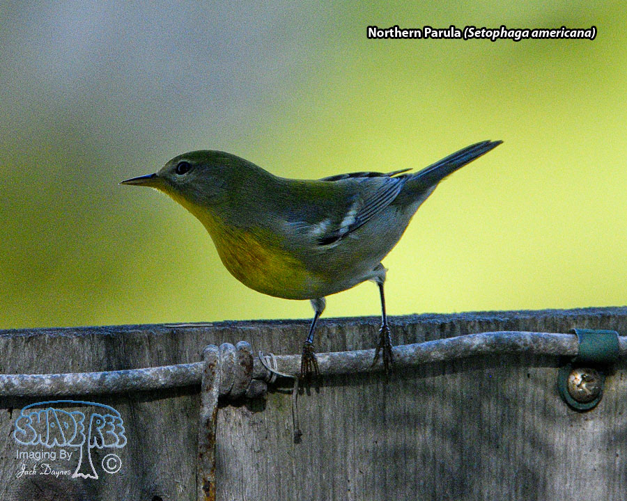 Northern Parula - Setophaga americana