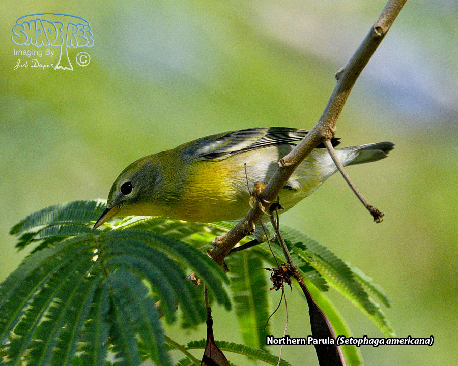 Northern Parula - Setophaga americana