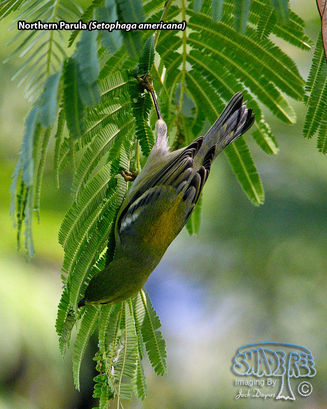 Northern Parula - Setophaga americana