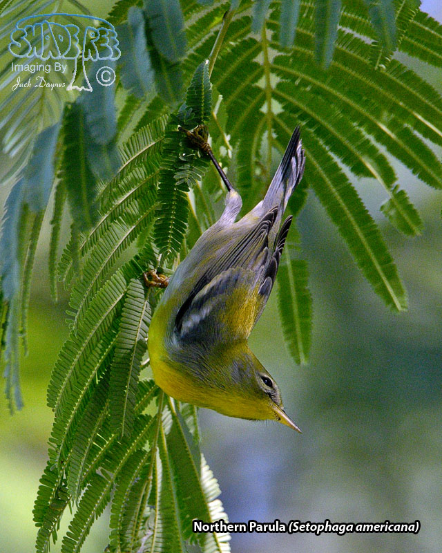 Northern Parula - Setophaga americana