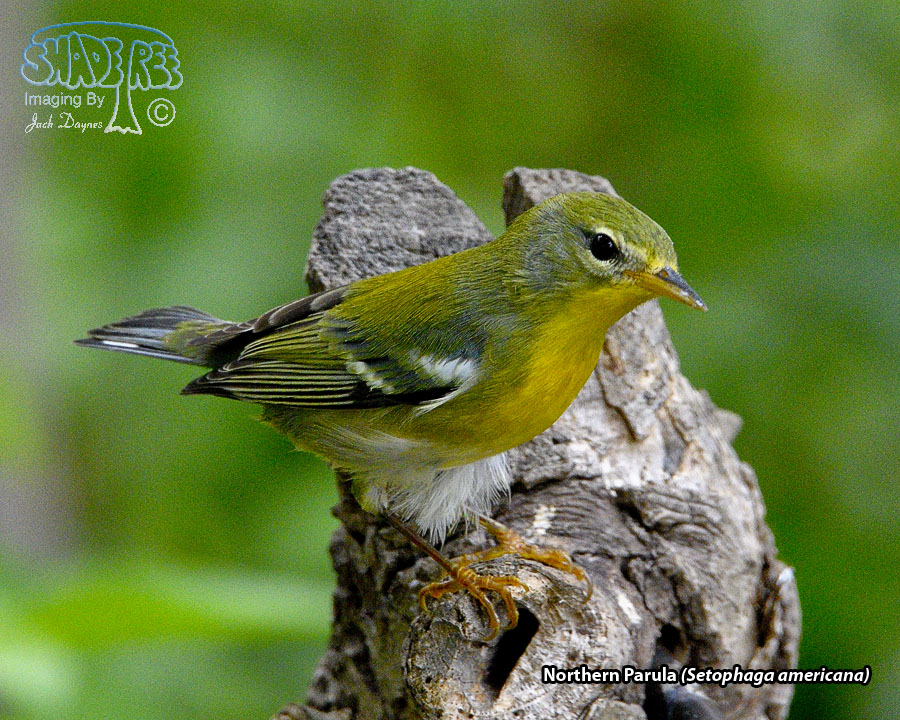Northern Parula - Setophaga americana
