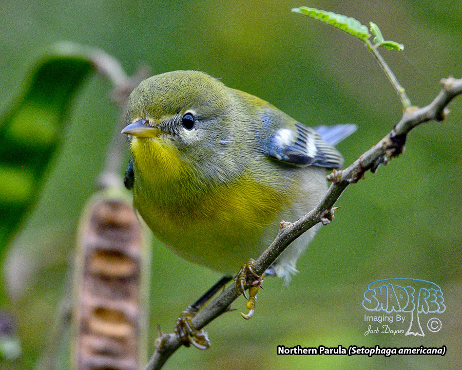 Northern Parula - Setophaga americana
