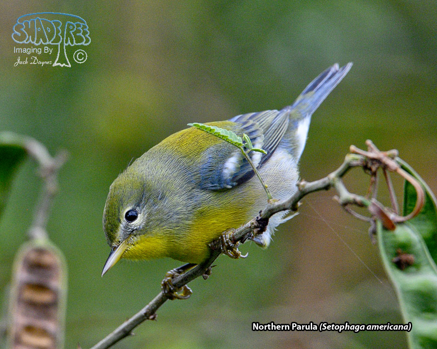 Northern Parula - Setophaga americana