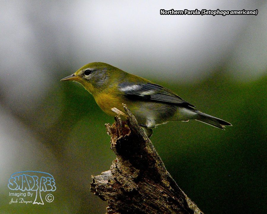 Northern Parula - Setophaga americana
