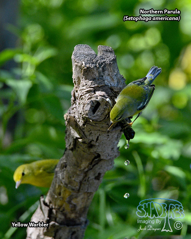 Northern Parula - Setophaga americana