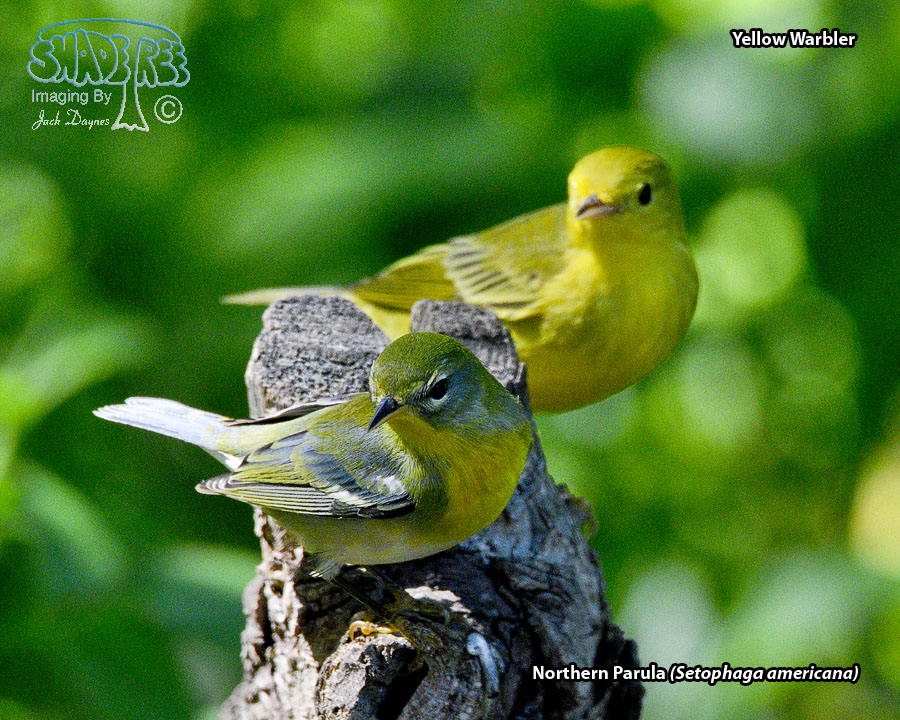 Northern Parula - Setophaga americana