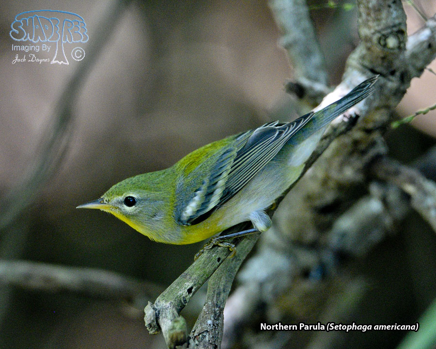 Northern Parula - Setophaga americana