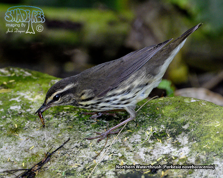 Northern Waterthrush - Parkesia noveboracensis