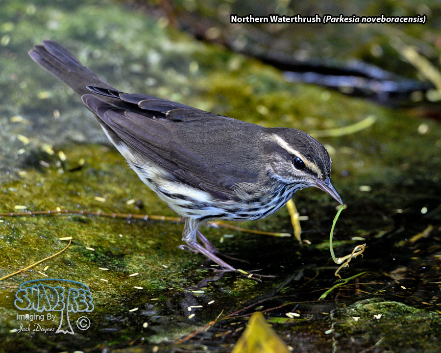 Northern Waterthrush - Parkesia noveboracensis