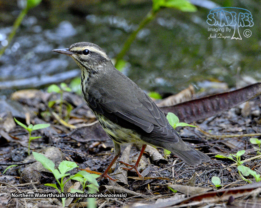 Northern Waterthrush - Parkesia noveboracensis