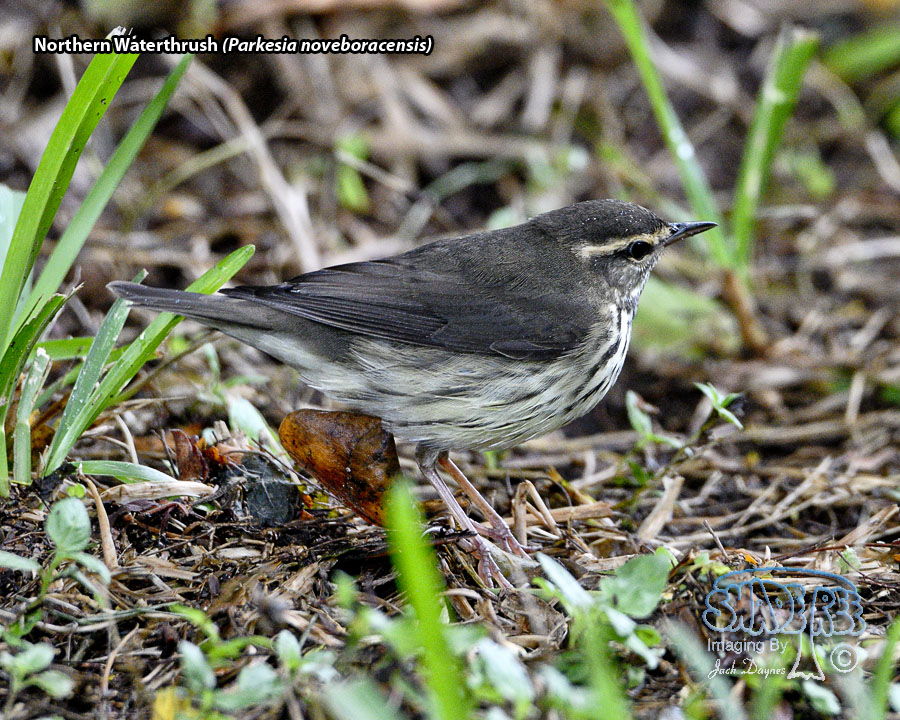 Northern Waterthrush - Parkesia noveboracensis