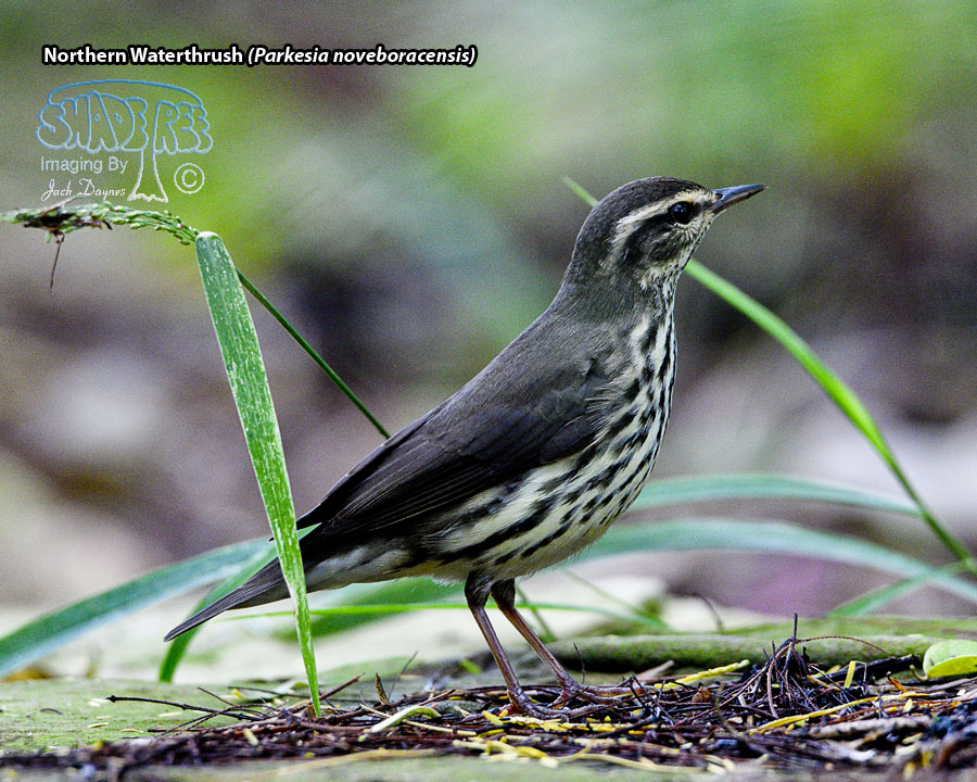 Northern Waterthrush - Parkesia noveboracensis