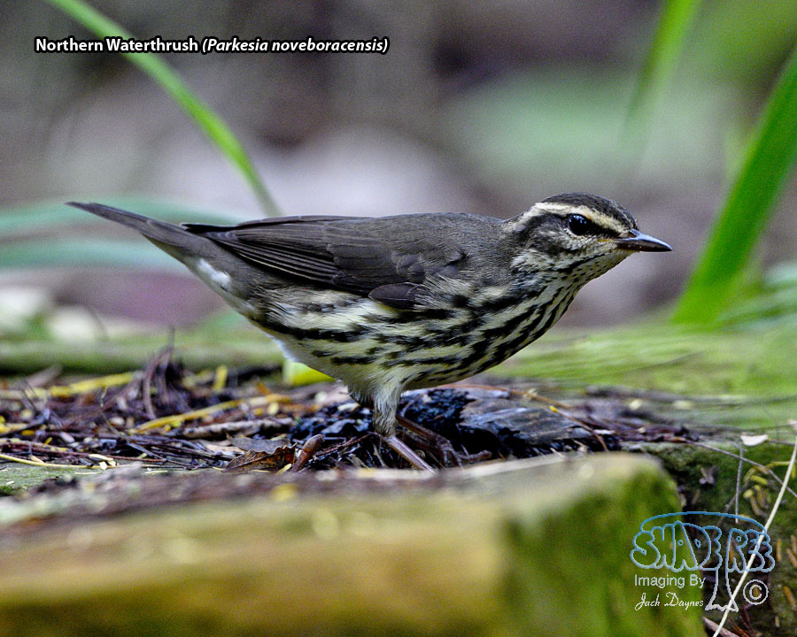Northern Waterthrush - Parkesia noveboracensis