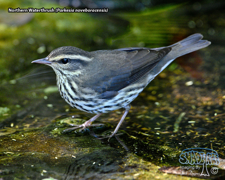 Northern Waterthrush - Parkesia noveboracensis