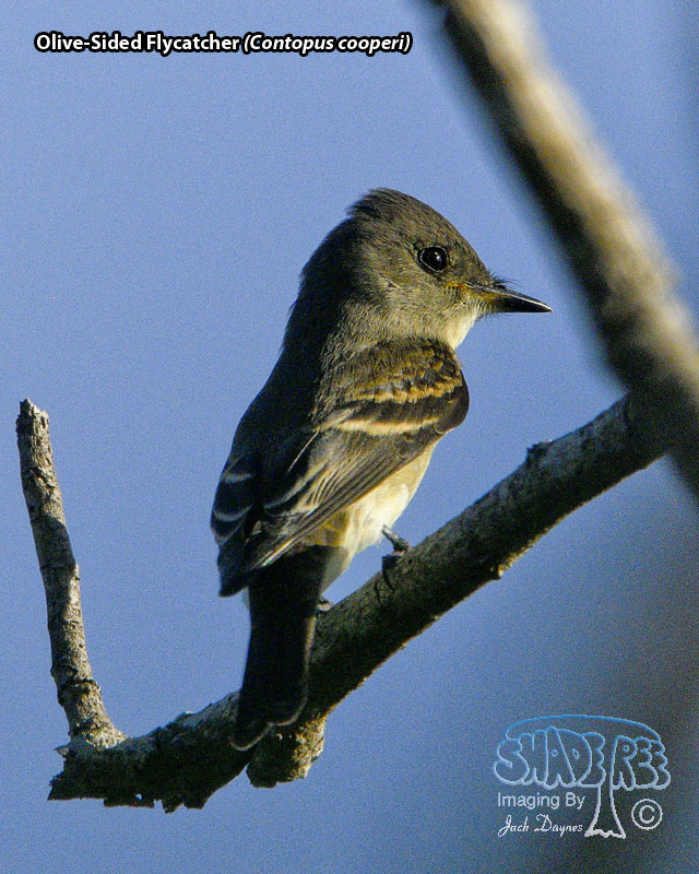 Olive-Sided Flycatcher - Contopus cooperi