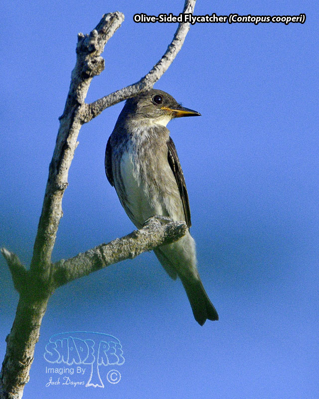 Olive-Sided Flycatcher - Contopus cooperi