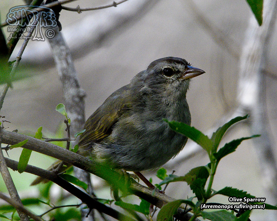 Olive Sparrow - Arremonops rufivirgatus