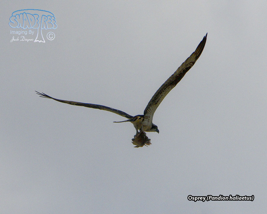 Osprey - Pandion haliaetus
