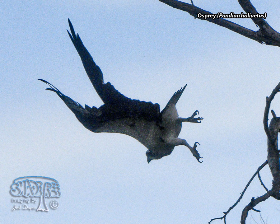 Osprey - Pandion haliaetus
