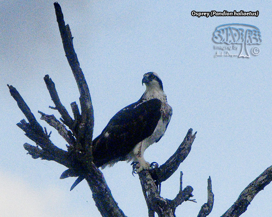 Osprey - Pandion haliaetus