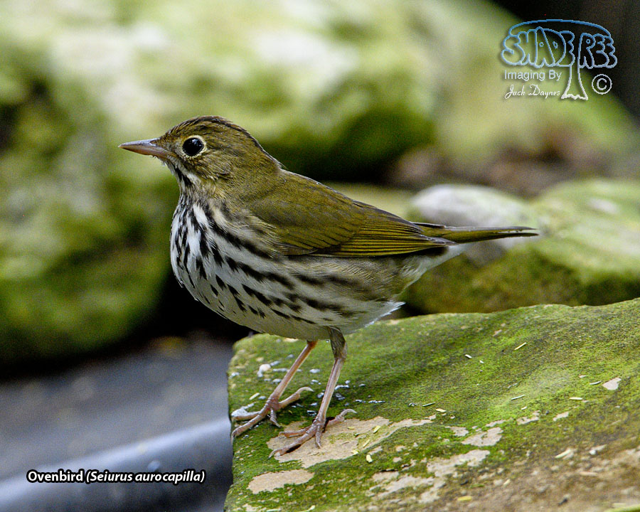 Ovenbird - Seiurus aurocapilla