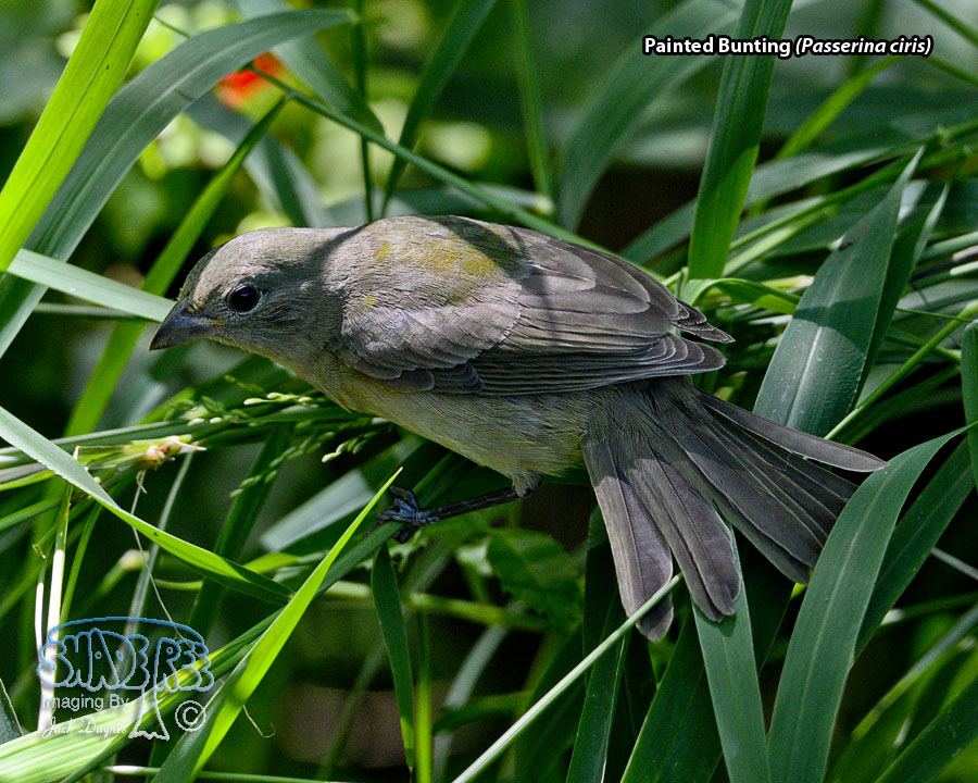 Painted Bunting - Passerina ciris