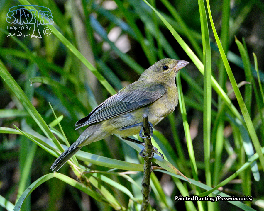 Painted Bunting - Passerina ciris
