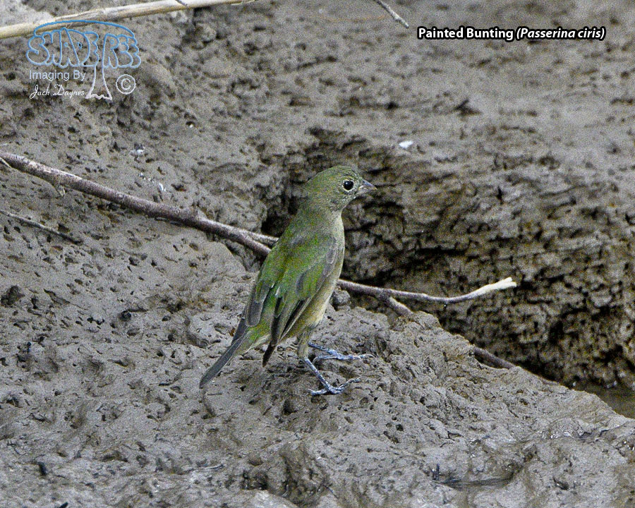 Painted Bunting - Passerina ciris