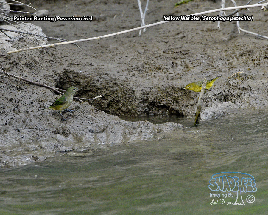 Painted Bunting - Passerina ciris