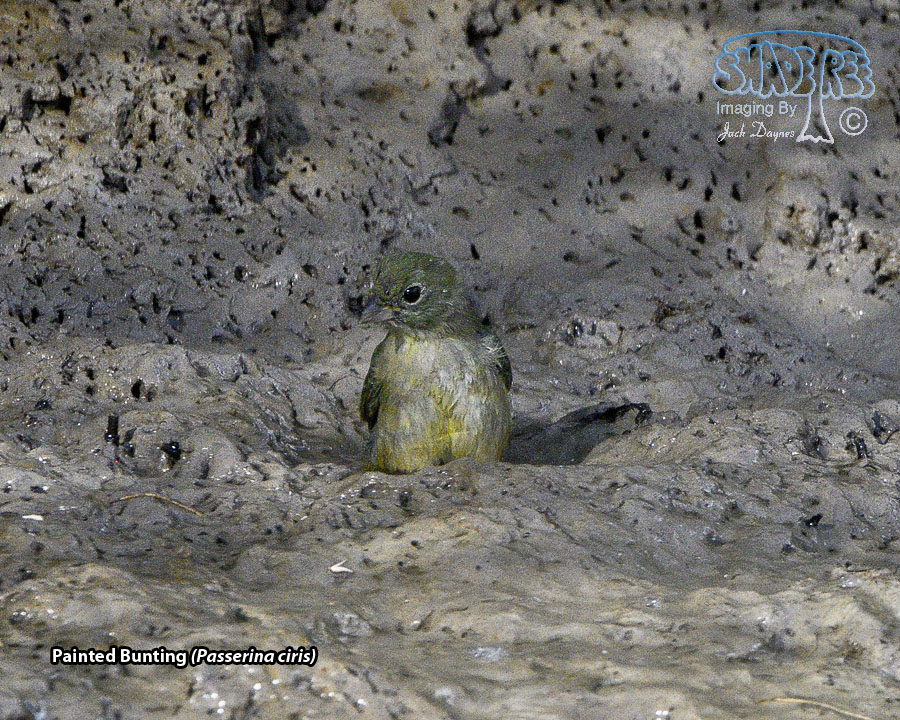 Painted Bunting - Passerina ciris