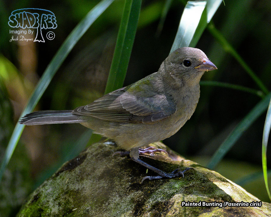 Painted Bunting - Passerina ciris