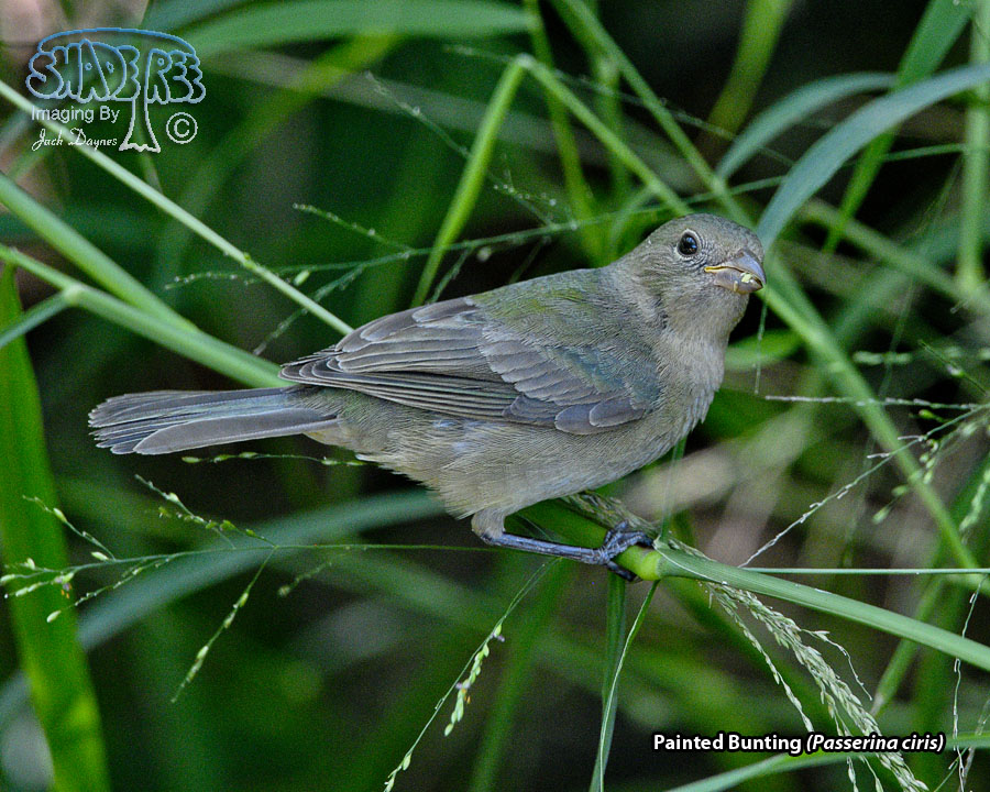 Painted Bunting - Passerina ciris