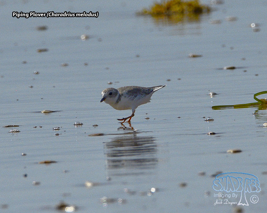 Piping Plover - Charadrius melodus