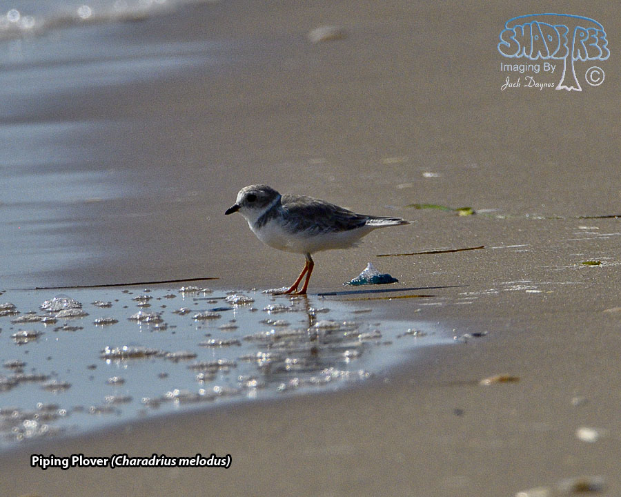 Piping Plover - Charadrius melodus