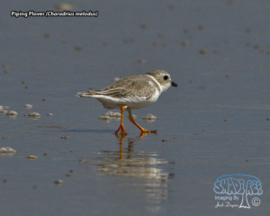 2022-09-17 SPI Beaches