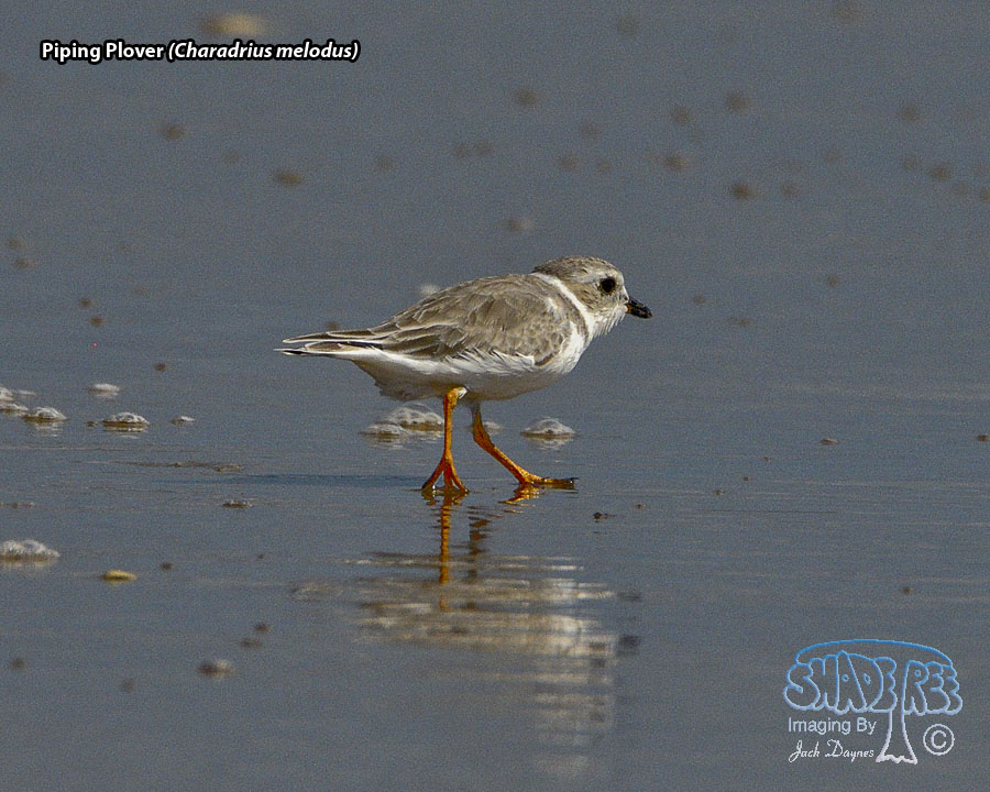 Piping Plover - Charadrius melodus