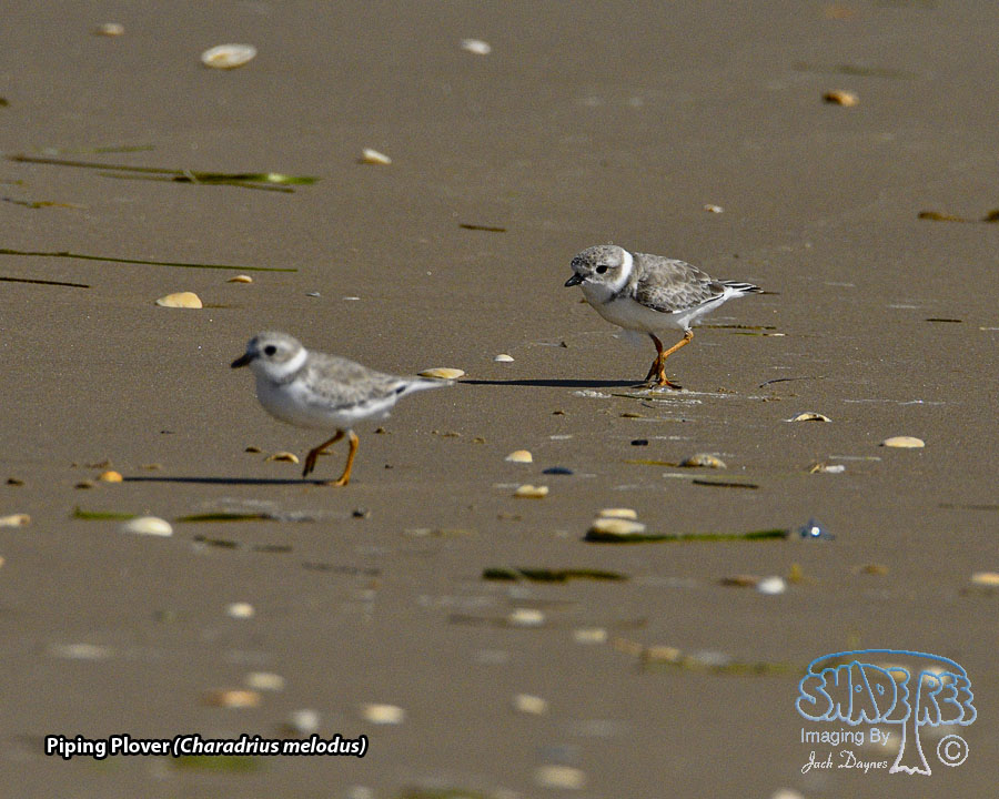 Piping Plover - Charadrius melodus