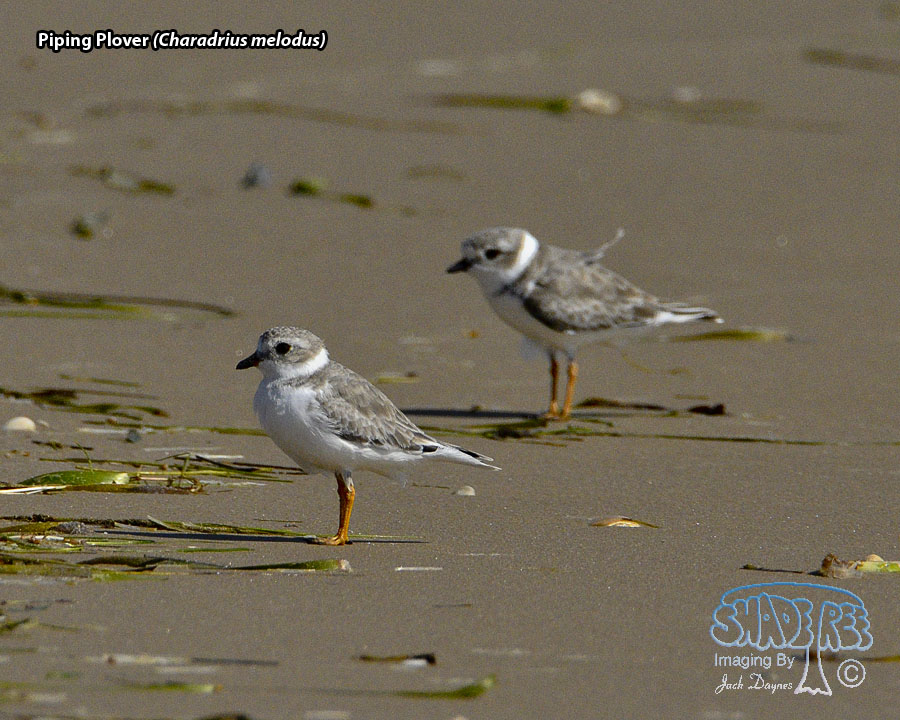 Piping Plover - Charadrius melodus