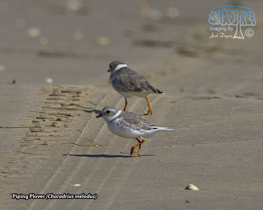 Piping Plover - Charadrius melodus