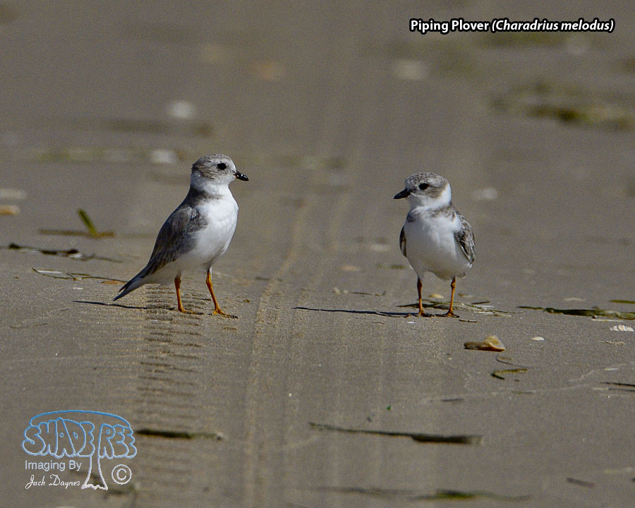 Piping Plover - Charadrius melodus