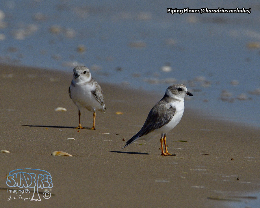 Piping Plover - Charadrius melodus