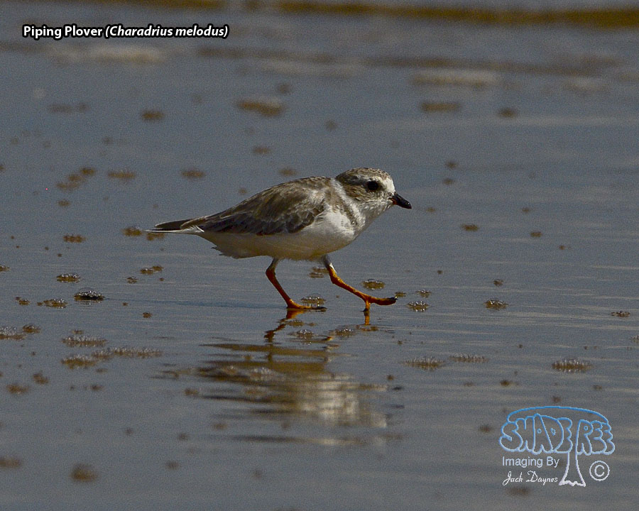Piping Plover - Charadrius melodus