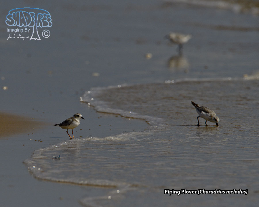 Piping Plover - Charadrius melodus