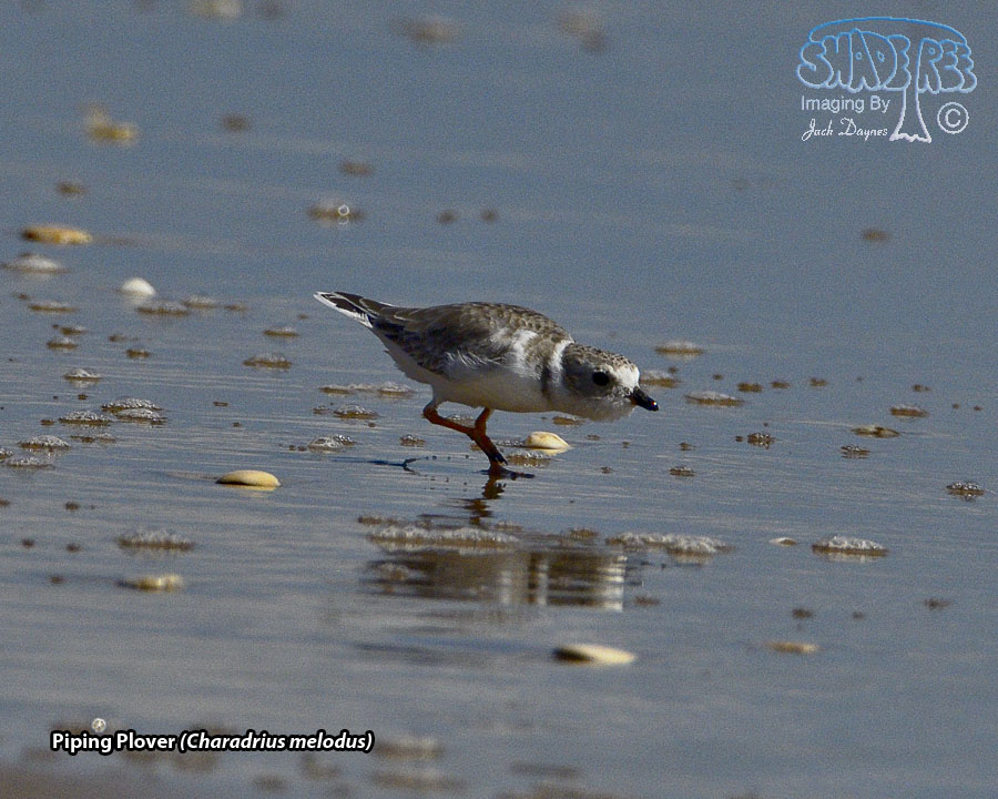 Piping Plover - Charadrius melodus