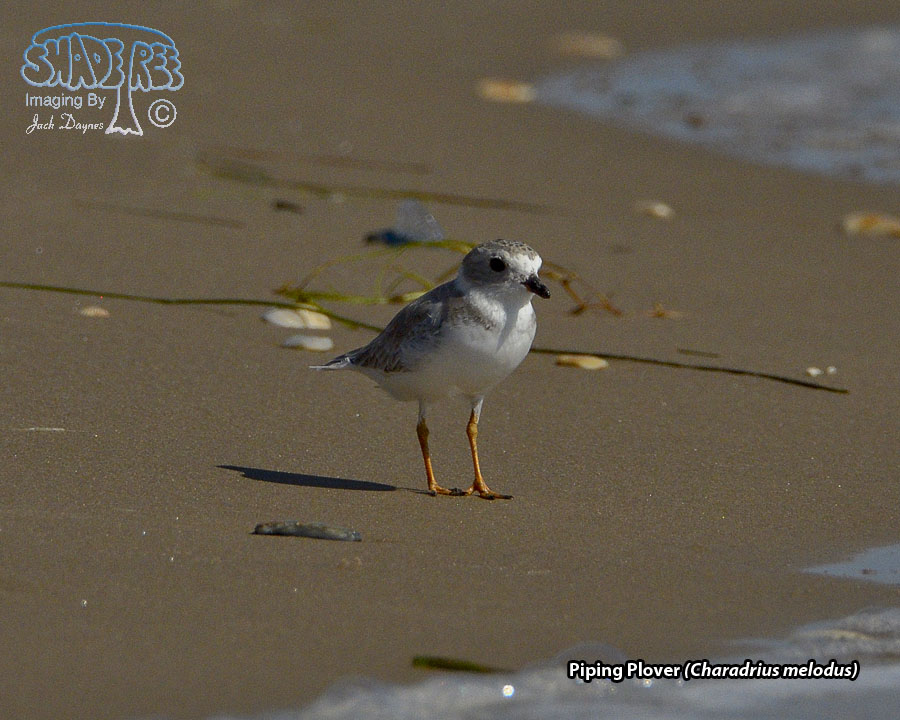 Piping Plover - Charadrius melodus
